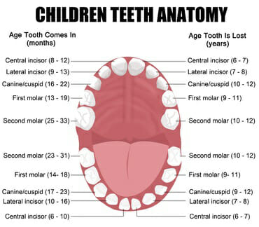 Teeth Layout 